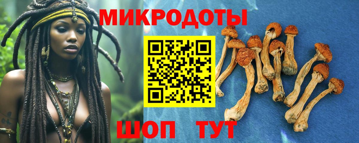 Галлюциногенные грибы Psilocybe Владивосток